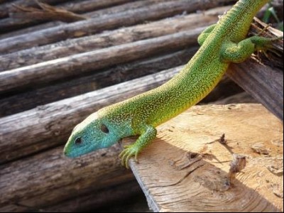 Lezard vert
